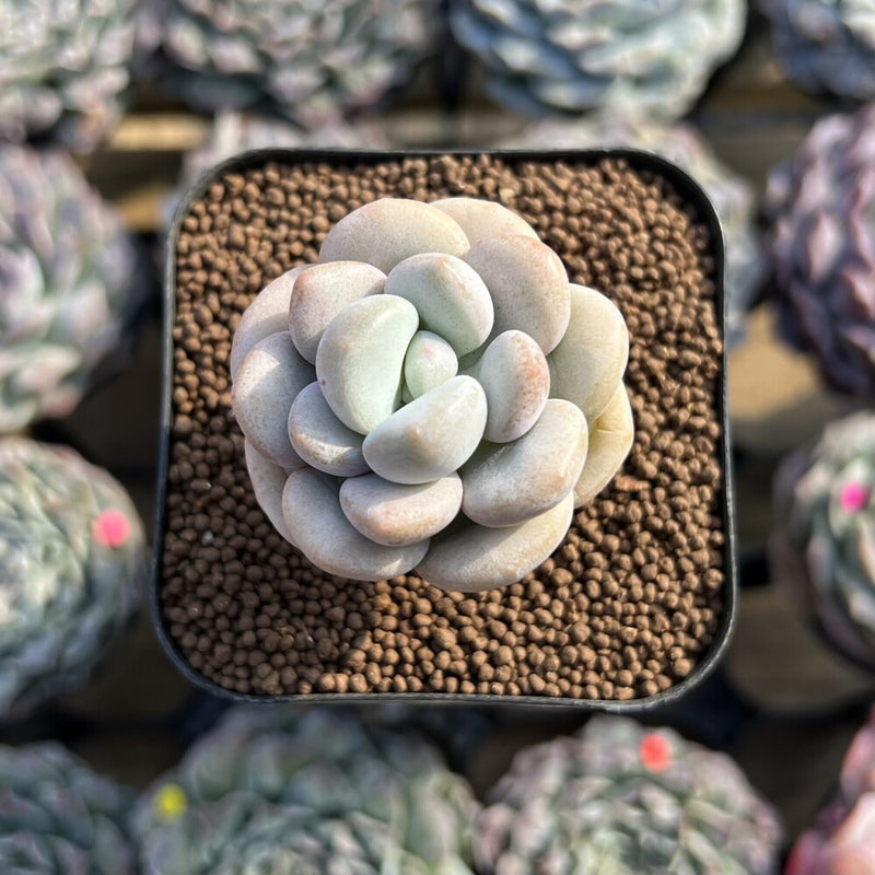 Graptopetalum sp. 1" Succulent Plant Cutting