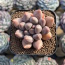 Pachyphytum sp. 2" Succulent Plant Cutting