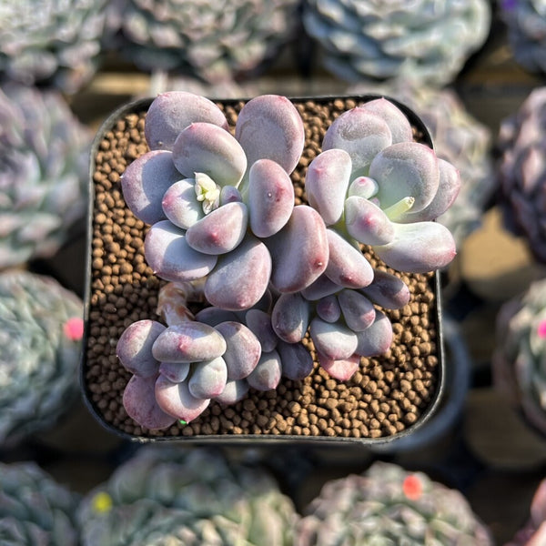 Graptopetalum sp. 2" Succulent Plant Cutting