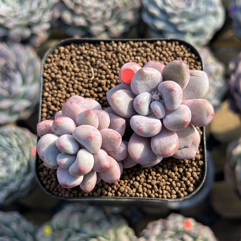 Graptopetalum sp. 2" Succulent Plant Cutting