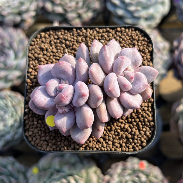 Graptopetalum sp. 2" Succulent Plant Cutting