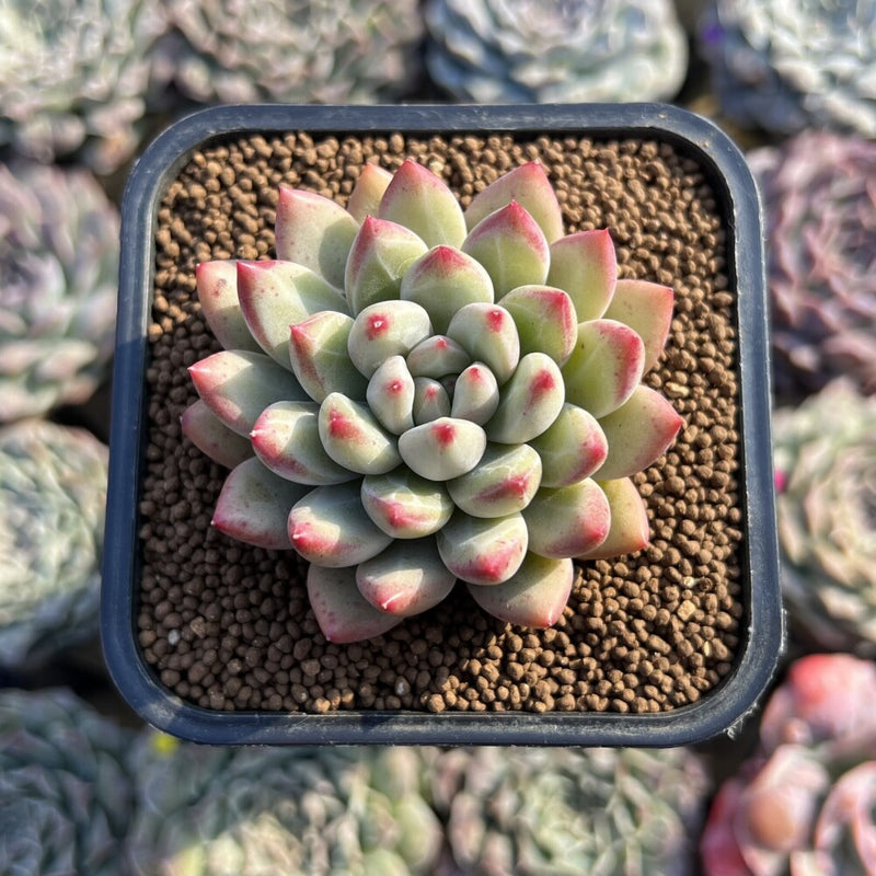 Pachyphytum 'Yeonji' 2"-3" Succulent Plant