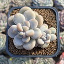 Graptopetalum sp 2" Succulent Plant Cutting