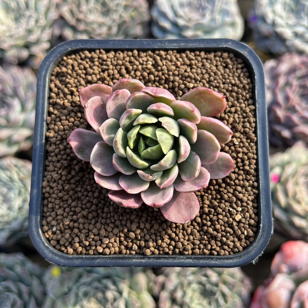 Echeveria sp. Variegated 1" Succulent Plant Cutting