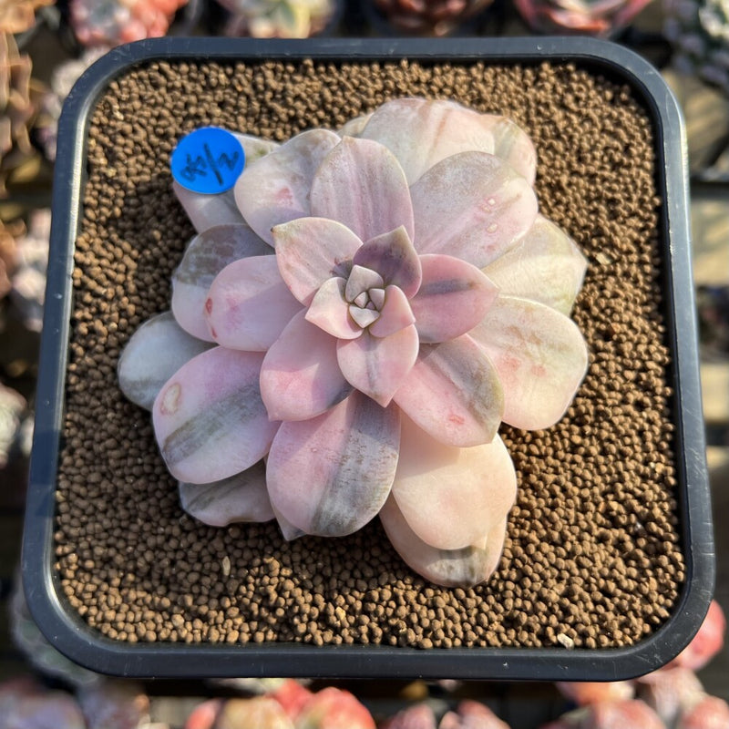 Quetzalcoatlia 'Pentandra Superba' Variegated 4" Succulent Plant Cutting (Formerly Graptopetalum 'Pentandrum Superbum' Variegated)