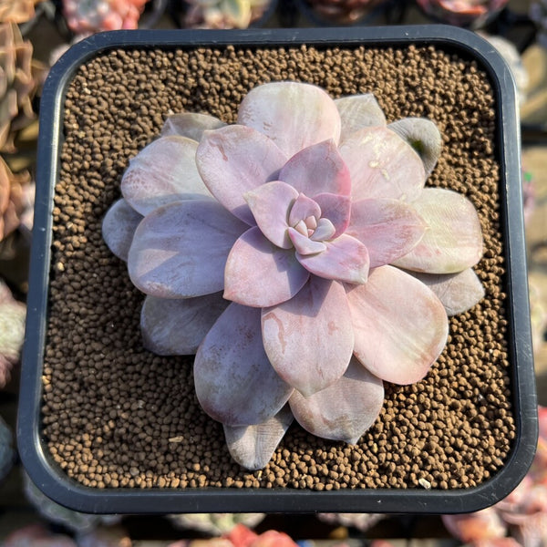 Quetzalcoatlia 'Pentandra Superba' Variegated 4" Succulent Plant Cutting (Formerly Graptopetalum 'Pentandrum Superbum' Variegated)