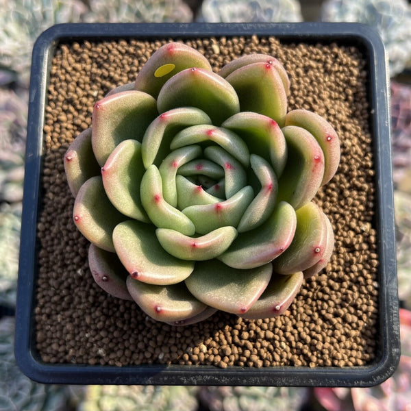 Echeveria 'Artio' 3" Succulent Plant Cutting