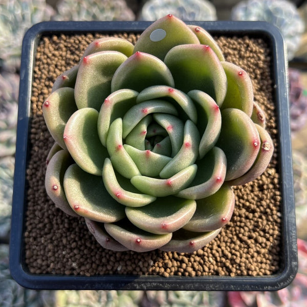 Echeveria 'Artio' 3" Succulent Plant Cutting