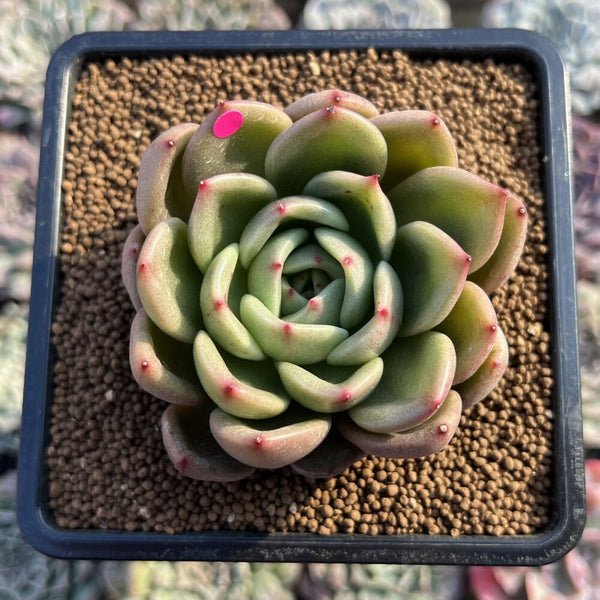 Echeveria 'Artio' 3" Succulent Plant Cutting