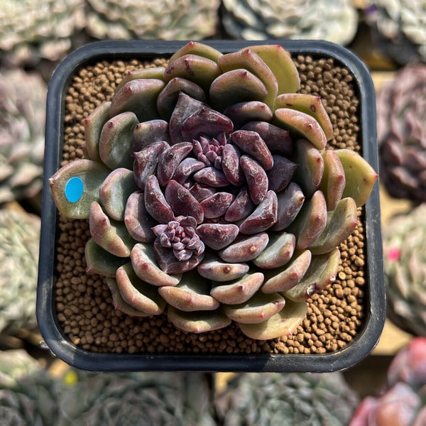 Echeveria 'Lulu' 2 Succulent Plant – True Succulents Plant Co.