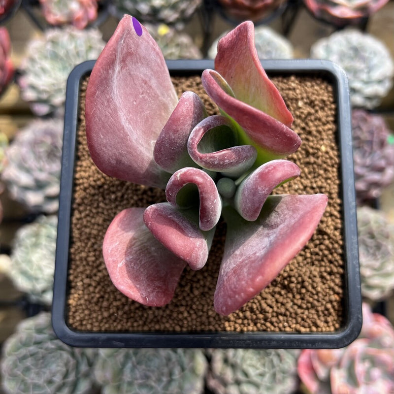 Kalanchoe 'Hobbit' 2" Succulent Plant Cutting