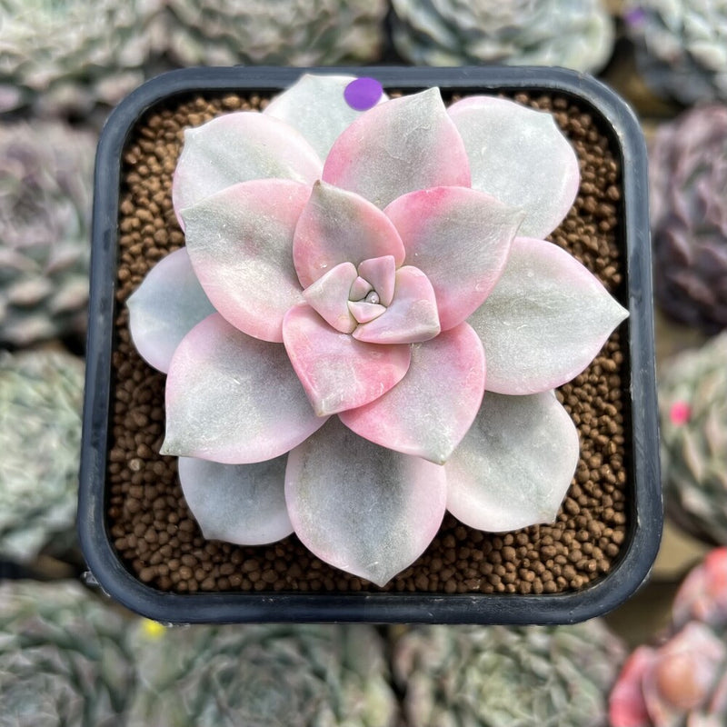 Graptopetalum 'Purple Delight' Variegated 2" Succulent Plant