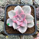 Graptopetalum 'Purple Delight' Variegated 2" Succulent Plant