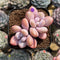 Graptopetalum 'Peach Honey' 2" New Hybrid Succulent Plant Cutting