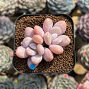 Graptopetalum 'Peach Honey' 2" New Hybrid Succulent Plant Cutting