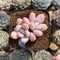 Graptopetalum 'Peach Honey' 2" New Hybrid Succulent Plant Cutting