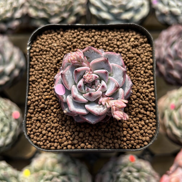 Echeveria 'Alice Blue' 1" Succulent Plant Cutting