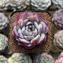 Echeveria 'Pink Bayan' 2" Succulent Plant Cutting