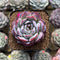 Echeveria 'Pink Bayan' 2" Succulent Plant Cutting