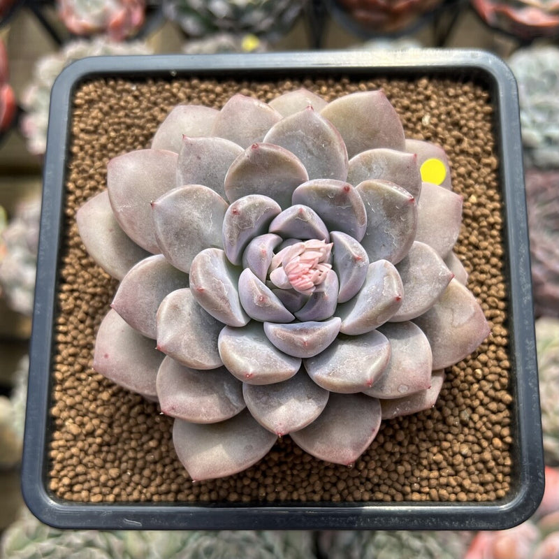 Graptoveria 'Highstone' 3" Succulent Plant Cutting