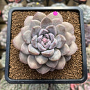 Graptoveria 'Highstone' 3" Succulent Plant Cutting