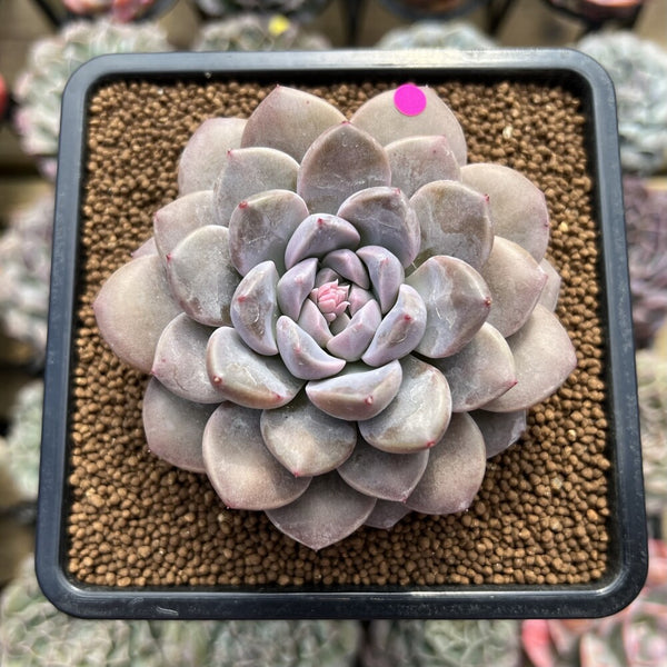 Graptoveria 'Highstone' 3" Succulent Plant Cutting