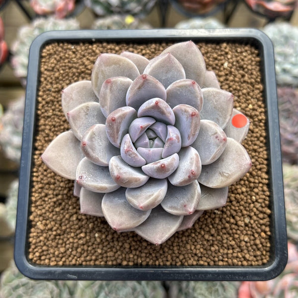 Graptoveria 'Highstone' 3" Succulent Plant Cutting