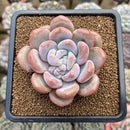 Graptoveria 'Queens Bowl' 3" Succulent Plant