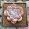 Graptoveria 'Queens Bowl' 3" Succulent Plant