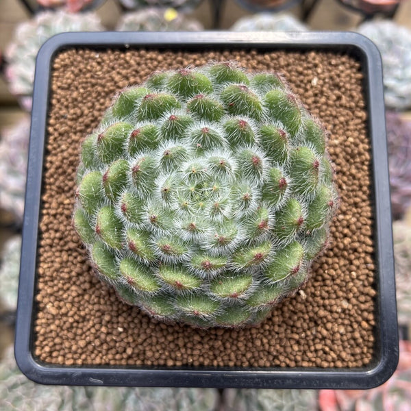 Echeveria 'Abiyu' 3" Setosa Hybrid Succulent Plant Cutting