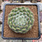 Echeveria 'Abiyu' 3" Setosa Hybrid Succulent Plant Cutting