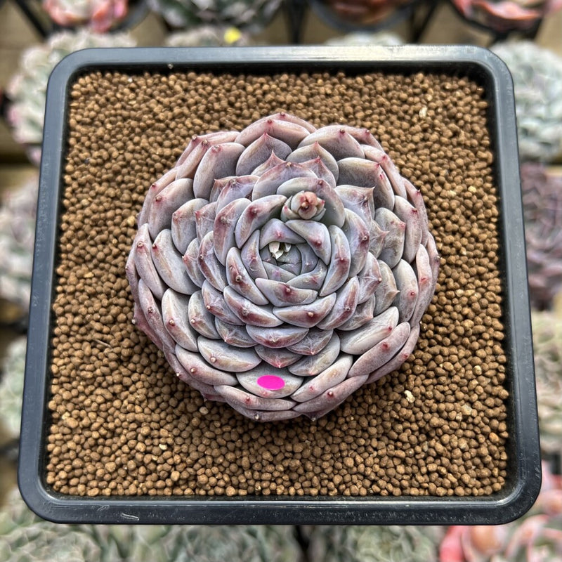 Echeveria 'Albi Fatima' 2"-3" Succulent Plant Cutting