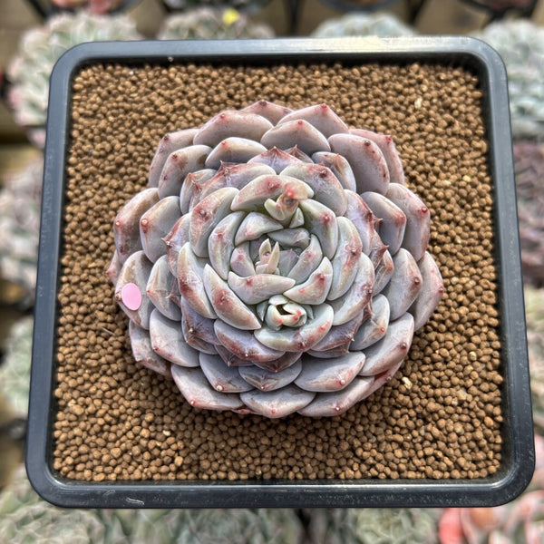 Echeveria 'Albi Fatima' 2"-3" Succulent Plant Cutting