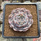 Echeveria 'Albi Fatima' 2"-3" Succulent Plant Cutting