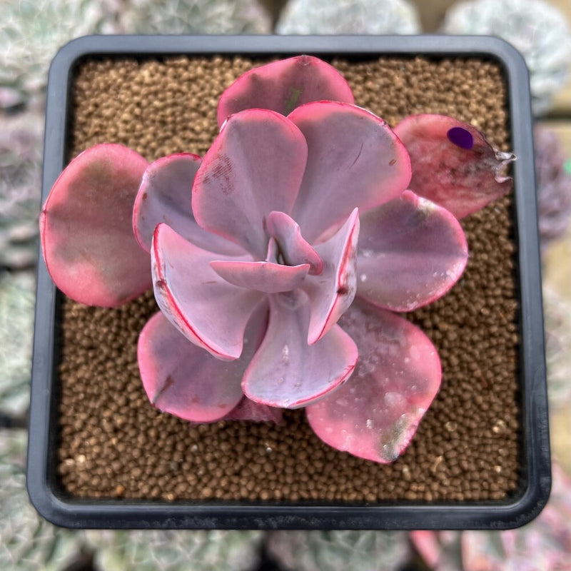 Echeveria 'Angel Wings' Variegated 2" Succulent Plant Cutting