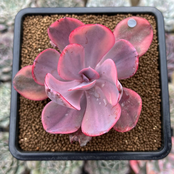 Echeveria 'Angel Wings' Variegated 2" Succulent Plant Cutting