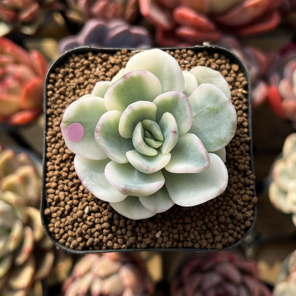 Pachyveria 'Worthy One' Variegated 2"-3" Succulent Plant