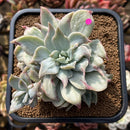 Graptoveria 'Harry Watson' Mutated Cluster 3" Succulent Plant