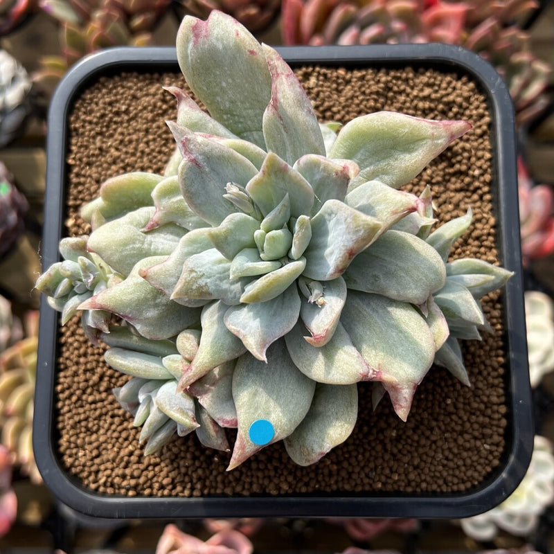 Graptoveria 'Harry Watson' Mutated Cluster 3" Succulent Plant