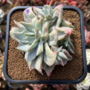 Graptoveria 'Harry Watson' Mutated Cluster 3" Succulent Plant