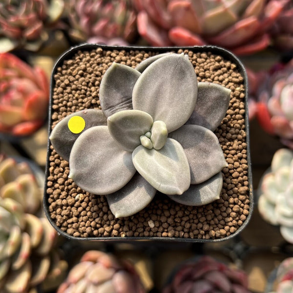 Echeveria Xichuensis 2" Succulent Plant Cutting