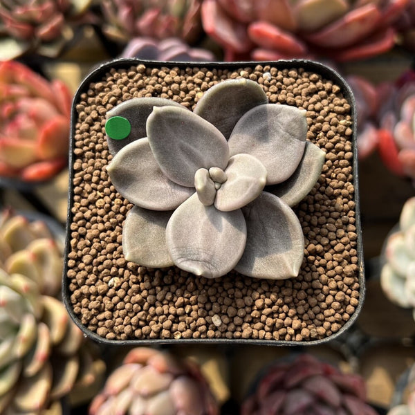 Echeveria Xichuensis 2" Succulent Plant Cutting