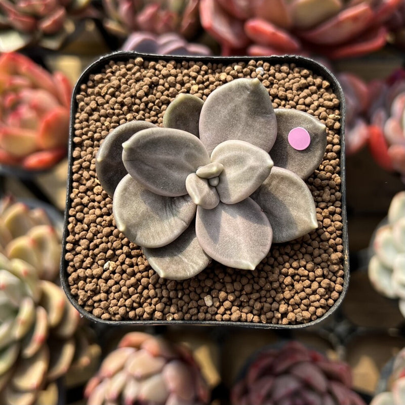 Echeveria Xichuensis 2" Succulent Plant Cutting