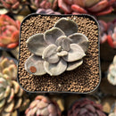 Echeveria Xichuensis 2" Succulent Plant Cutting