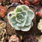 Pachyveria 'Worthy One' Variegated 2"-3" Succulent Plant