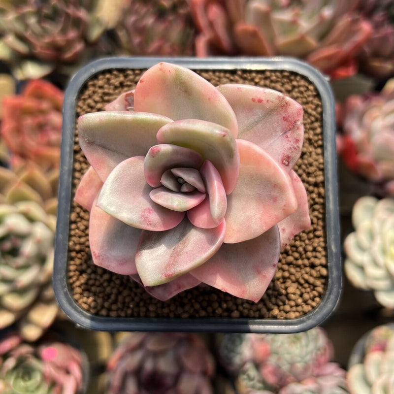 Graptopetalum 'Bainesii' Variegated 2" Succulent Plant Cutting