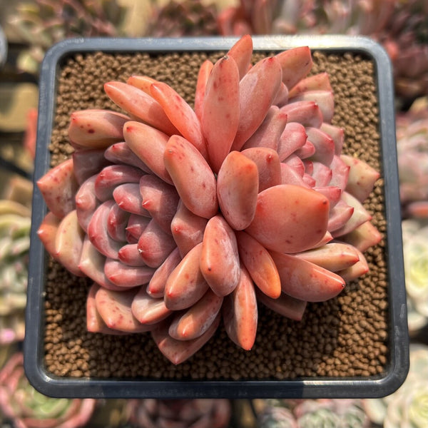 Echeveria 'Ariel' 3"-4" Large Succulent Plant Cutting