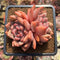 Echeveria 'Ariel' 3"-4" Large Succulent Plant Cutting