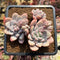 Pachyphytum 'Frevel' Hybrid 2" Succulent Plant Cutting