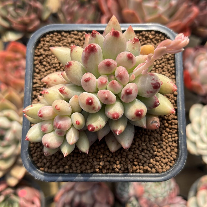 Pachyphytum 'Yeonji' 3" Succulent Plant